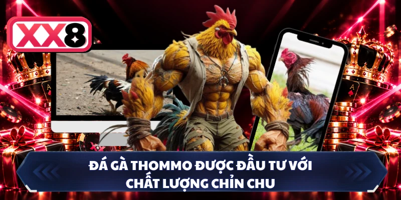Đá gà Thommo được đầu tư với chất lượng chỉn chu